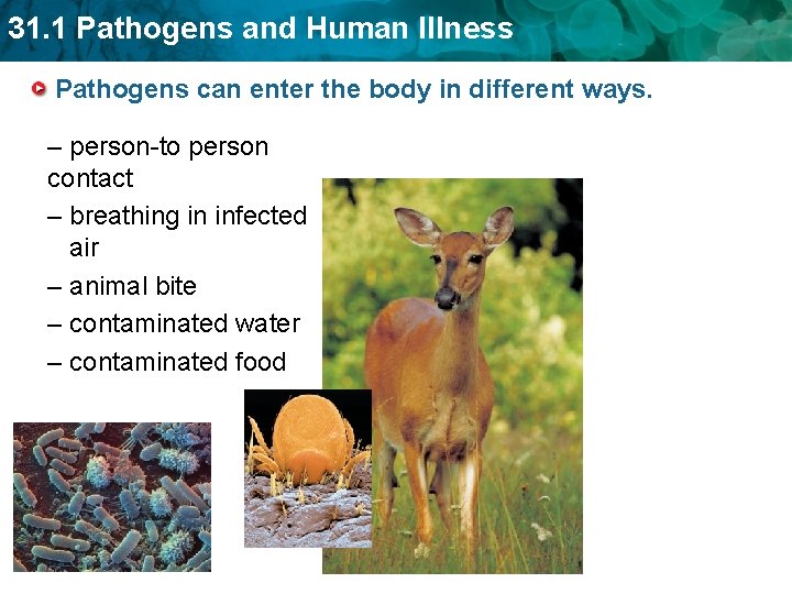 31. 1 Pathogens and Human Illness Pathogens can enter the body in different ways.