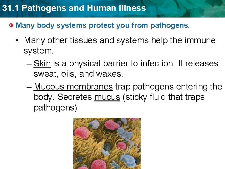 31. 1 Pathogens and Human Illness Many body systems protect you from pathogens. •