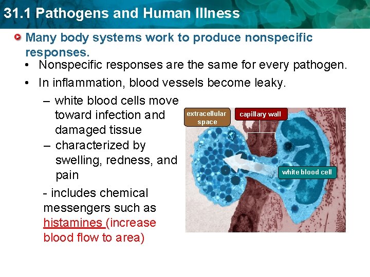 31. 1 Pathogens and Human Illness Many body systems work to produce nonspecific responses.