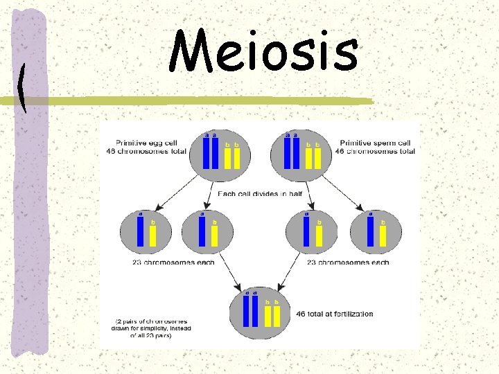 Meiosis 