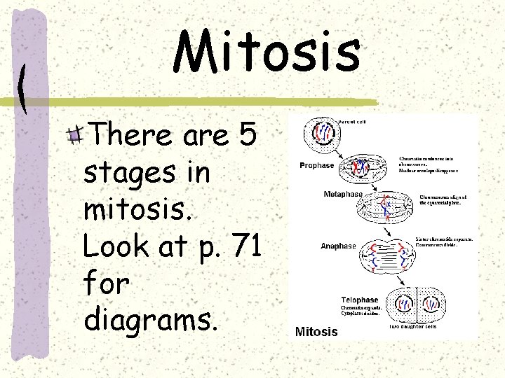 Mitosis There are 5 stages in mitosis. Look at p. 71 for diagrams. 