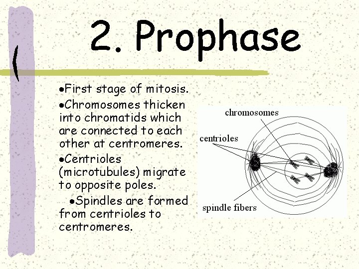2. Prophase ·First stage of mitosis. ·Chromosomes thicken into chromatids which are connected to