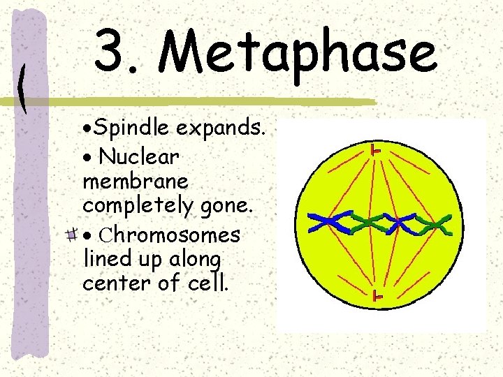 3. Metaphase ·Spindle expands. · Nuclear membrane completely gone. · Chromosomes lined up along