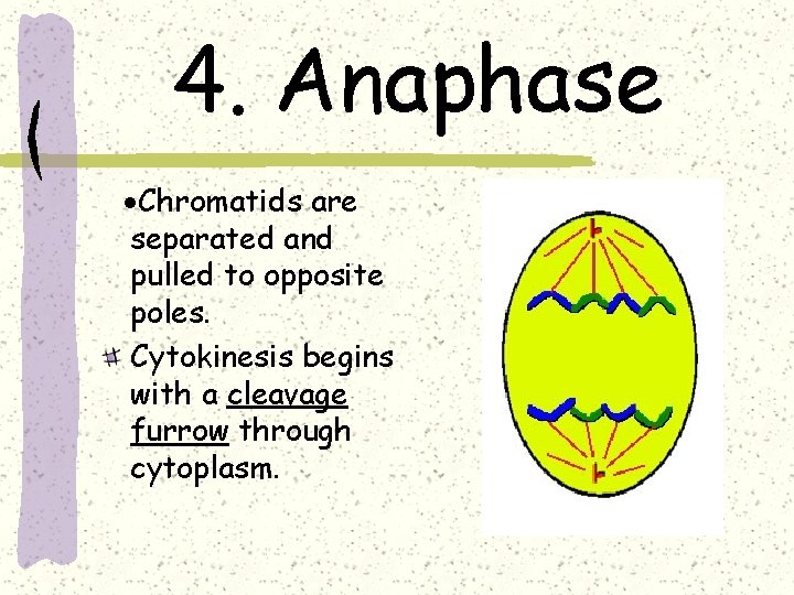 4. Anaphase ·Chromatids are separated and pulled to opposite poles. Cytokinesis begins with a
