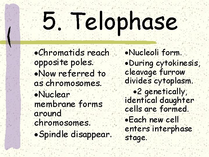 5. Telophase ·Chromatids reach opposite poles. ·Now referred to as chromosomes. ·Nuclear membrane forms