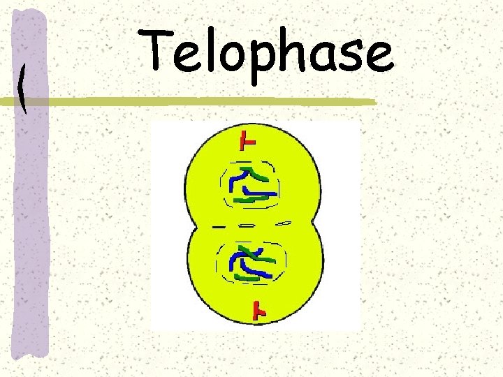 Telophase 