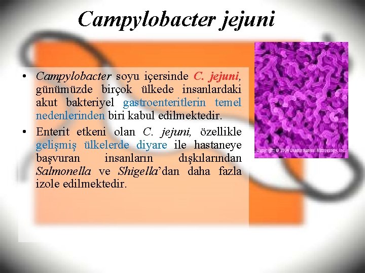 Campylobacter jejuni • Campylobacter soyu içersinde C. jejuni, günümüzde birçok ülkede insanlardaki akut bakteriyel