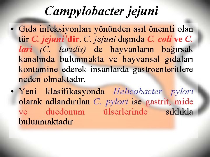 Campylobacter jejuni • Gıda infeksiyonları yönünden asıl önemli olan tür C. jejuni’dir. C. jejuni