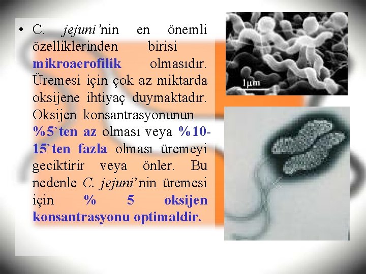  • C. jejuni’nin en önemli özelliklerinden birisi mikroaerofilik olmasıdır. Üremesi için çok az