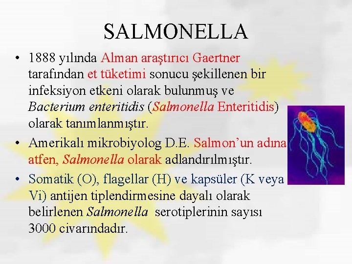 SALMONELLA • 1888 yılında Alman araştırıcı Gaertner tarafından et tüketimi sonucu şekillenen bir infeksiyon