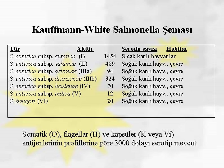 Kauffmann-White Salmonella Şeması Tür Alttür S. enterica subsp. enterica (I) S. enterica subsp. salamae