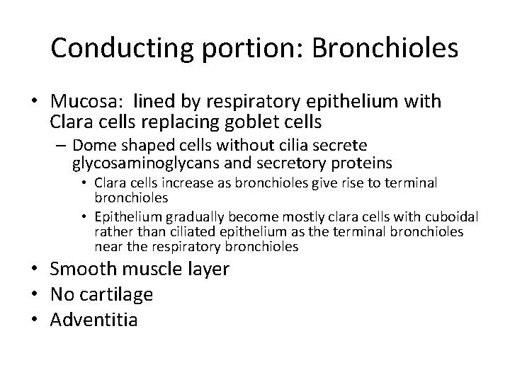 Conducting portion: Bronchioles • Mucosa: lined by respiratory epithelium with Clara cells replacing goblet
