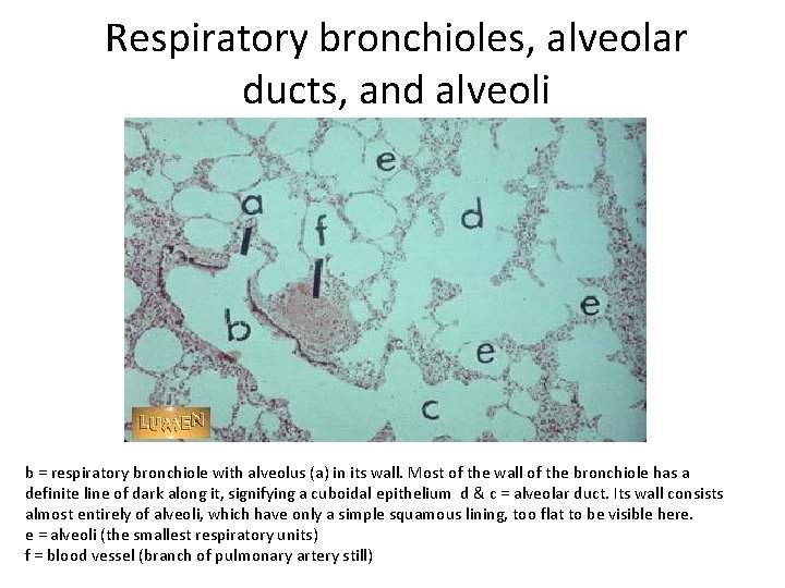 Respiratory bronchioles, alveolar ducts, and alveoli b = respiratory bronchiole with alveolus (a) in