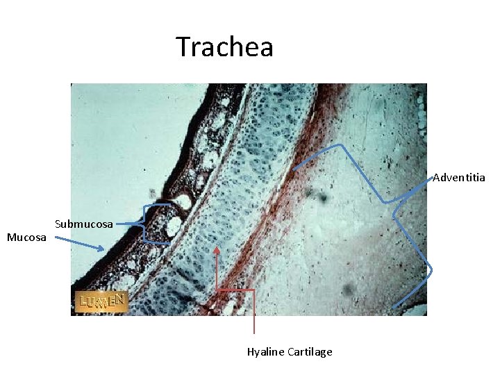 Trachea Adventitia Mucosa Submucosa Hyaline Cartilage 