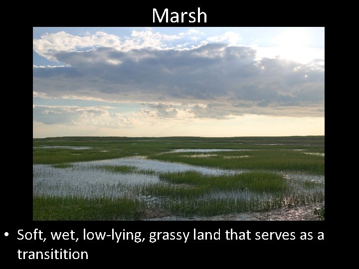 Marsh • Soft, wet, low-lying, grassy land that serves as a transitition 