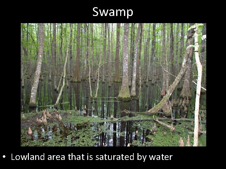 Swamp • Lowland area that is saturated by water 