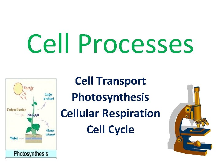 Cell Processes Cell Transport Photosynthesis Cellular Respiration Cell Cycle 