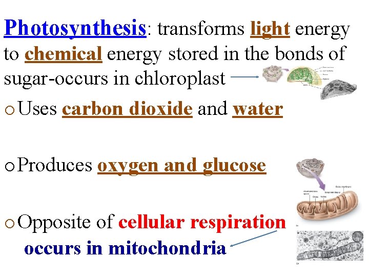 Photosynthesis: transforms light energy to chemical energy stored in the bonds of sugar-occurs in