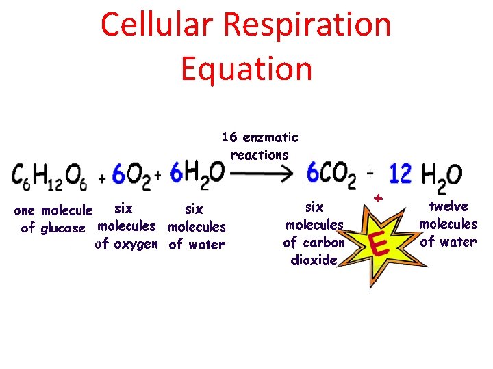Cellular Respiration Equation 