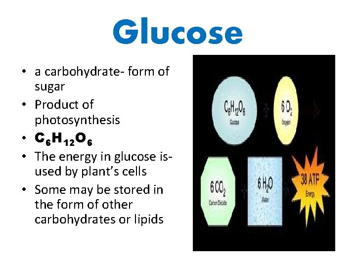 Glucose • a carbohydrate- form of sugar • Product of photosynthesis • C 6