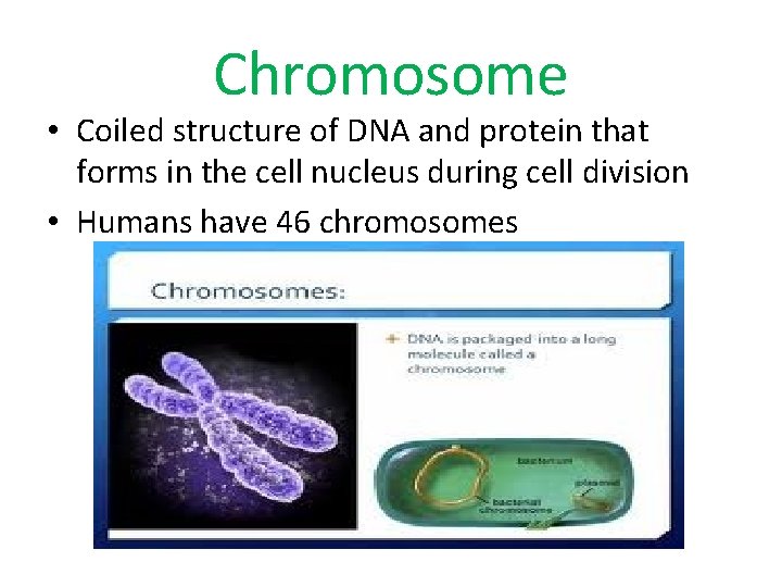 Chromosome • Coiled structure of DNA and protein that forms in the cell nucleus