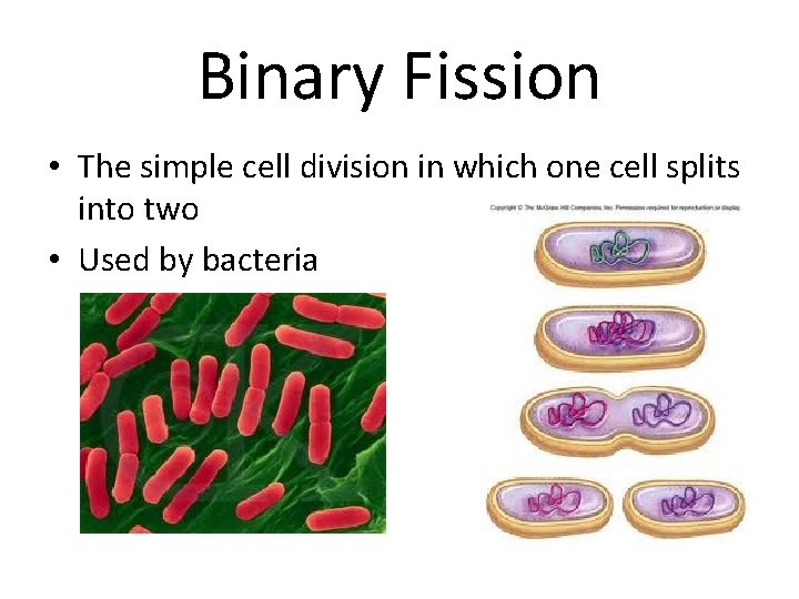 Binary Fission • The simple cell division in which one cell splits into two