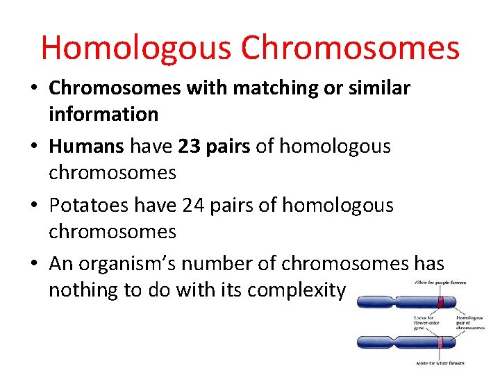 Homologous Chromosomes • Chromosomes with matching or similar information • Humans have 23 pairs