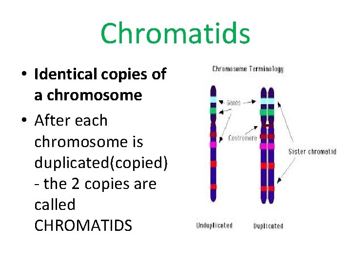 Chromatids • Identical copies of a chromosome • After each chromosome is duplicated(copied) -