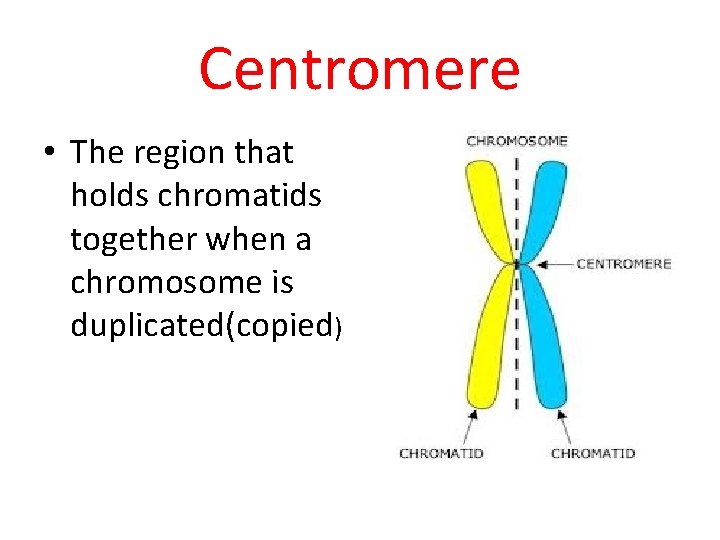 Centromere • The region that holds chromatids together when a chromosome is duplicated(copied) 