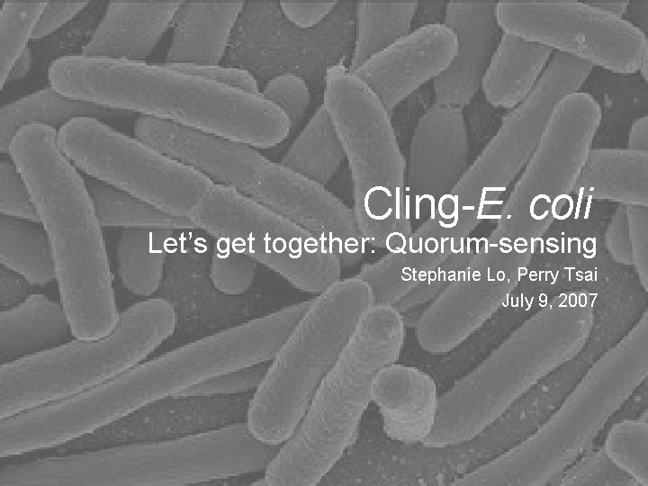 Cling-E. coli Let’s get together: Quorum-sensing Stephanie Lo, Perry Tsai July 9, 2007 