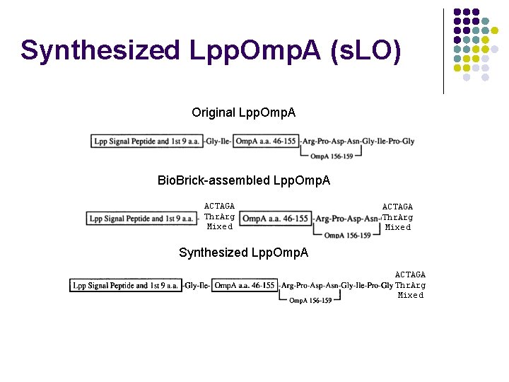 Synthesized Lpp. Omp. A (s. LO) Original Lpp. Omp. A Bio. Brick-assembled Lpp. Omp.