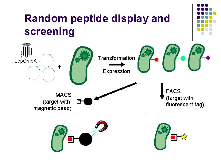 Random peptide display and screening Lpp. Omp. A Transformation + MACS (target with magnetic