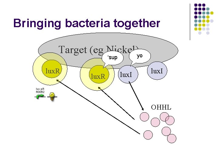 Bringing bacteria together Target (eg Nickel)yo ‘sup lux. R lux. I OHHL 