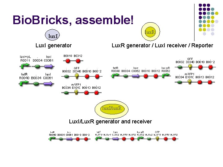 Bio. Bricks, assemble! lux. R lux. I Lux. I generator Lux. R generator /