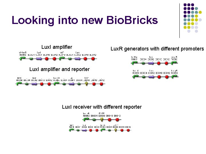 Looking into new Bio. Bricks Lux. I amplifier Lux. R generators with different promoters