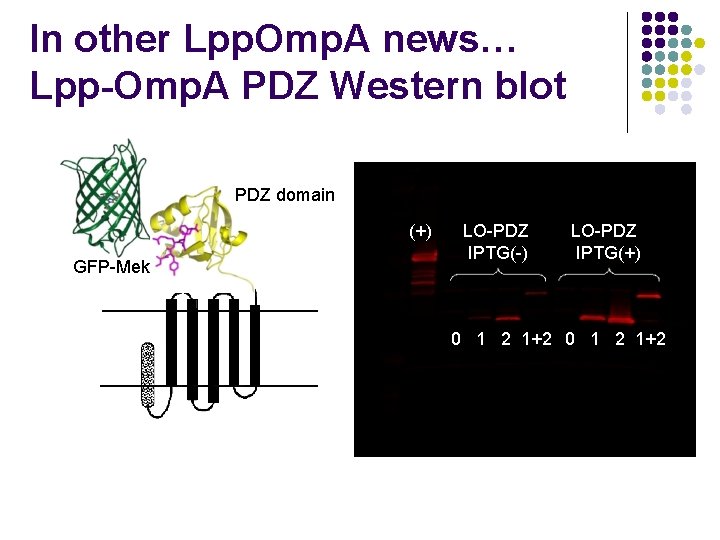 In other Lpp. Omp. A news… Lpp-Omp. A PDZ Western blot PDZ domain (+)