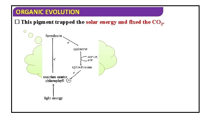 ORGANIC EVOLUTION � This pigment trapped the solar energy and fixed the CO 2.