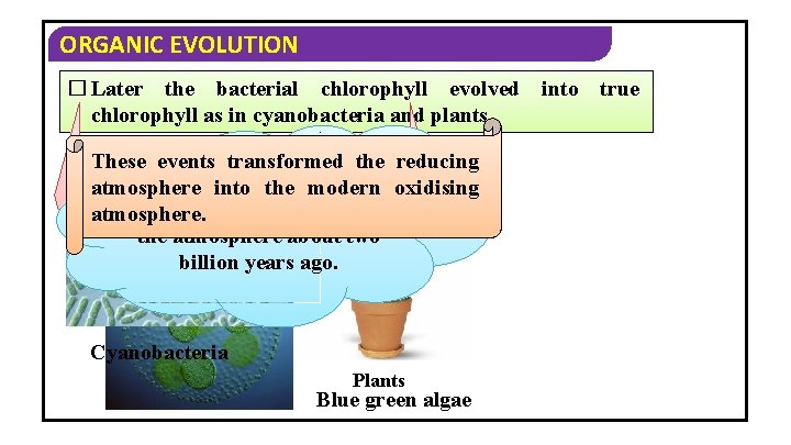 ORGANIC EVOLUTION � Later the bacterial chlorophyll evolved chlorophyll as in cyanobacteria and plants.