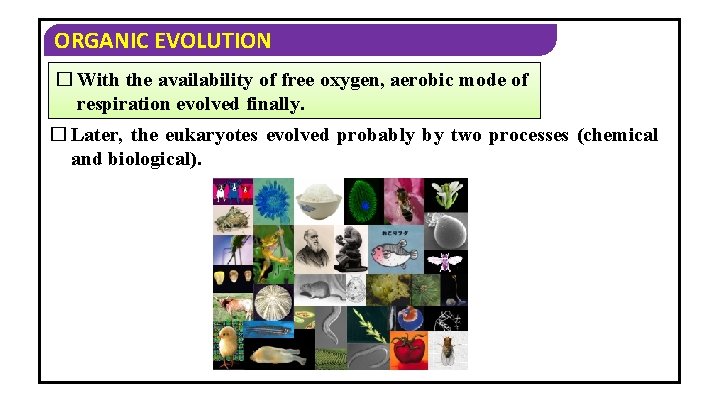 ORGANIC EVOLUTION � With the availability of free oxygen, aerobic mode of respiration evolved