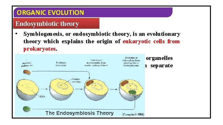 ORGANIC EVOLUTION Endosymbiotic theory • Symbiogenesis, or endosymbiotic theory, is an evolutionary theory which