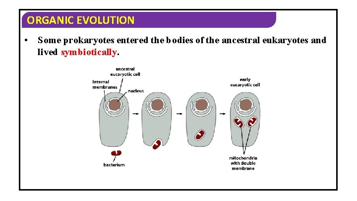ORGANIC EVOLUTION • Some prokaryotes entered the bodies of the ancestral eukaryotes and lived