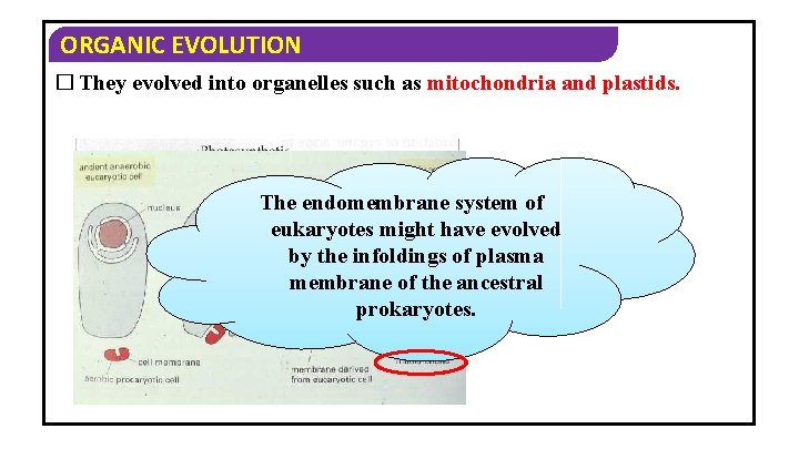 ORGANIC EVOLUTION � They evolved into organelles such as mitochondria and plastids. The endomembrane
