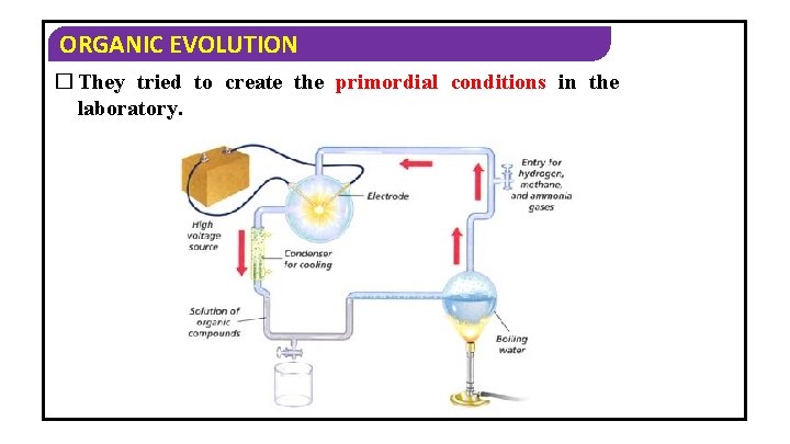 ORGANIC EVOLUTION � They tried to create the primordial conditions in the laboratory. 