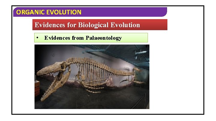 ORGANIC EVOLUTION Evidences for Biological Evolution • Evidences from Palaeontology 
