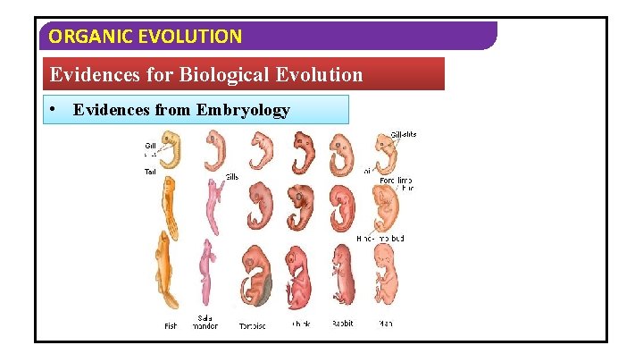 ORGANIC EVOLUTION Evidences for Biological Evolution • Evidences from Embryology 