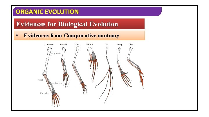 ORGANIC EVOLUTION Evidences for Biological Evolution • Evidences from Comparative anatomy 