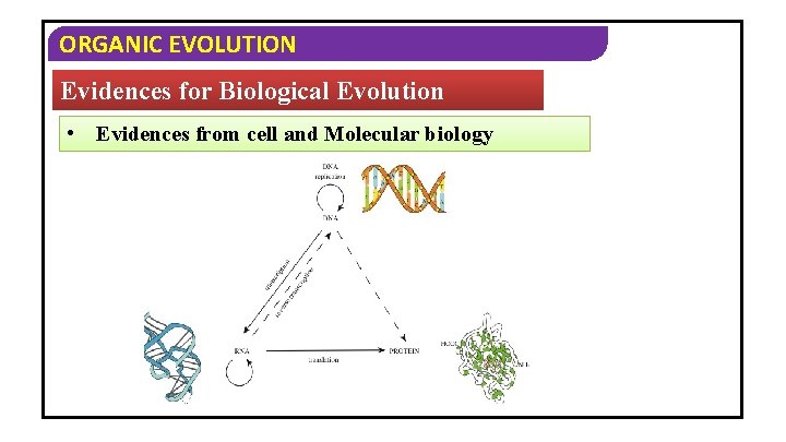 ORGANIC EVOLUTION Evidences for Biological Evolution • Evidences from cell and Molecular biology 