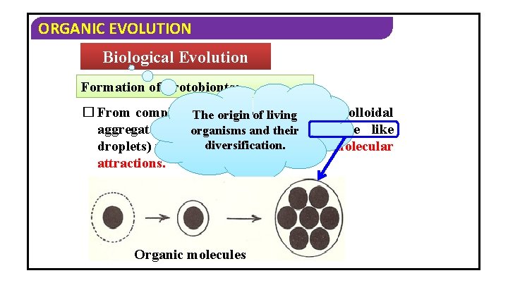 ORGANIC EVOLUTION Biological Evolution Formation of Protobionts: � From complex organic molecules, The origin