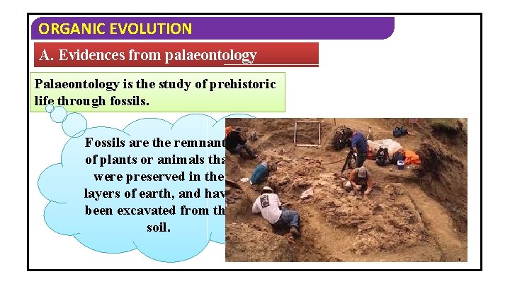 ORGANIC EVOLUTION A. Evidences from palaeontology Palaeontology is the study of prehistoric life through