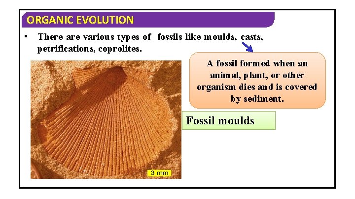 ORGANIC EVOLUTION • There are various types of fossils like moulds, casts, petrifications, coprolites.